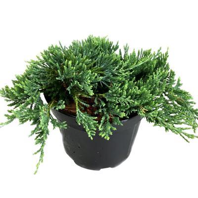 Можжевел.гориз.Wiltonii, Гор25, Выс70 И в интернет гипермаркете «Планета Лета». Фото