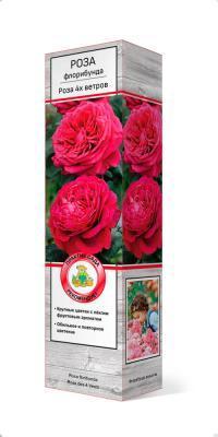 Роза флорибундаРоза 4х ветров (Роз де Катро Вант) П в интернет гипермаркете «Планета Лета». Фото