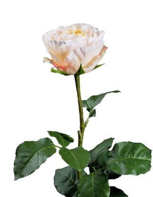 Роза Английская Большая нежно-персиково-розовая в-66 см бутон в-6,5, д-9,5 см 30.0613205PCH в интернет гипермаркете «Планета Лета». Фото