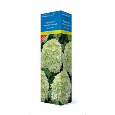 Гортензия метельчатая Диамантино (туба) в интернет гипермаркете «Планета Лета». Фото