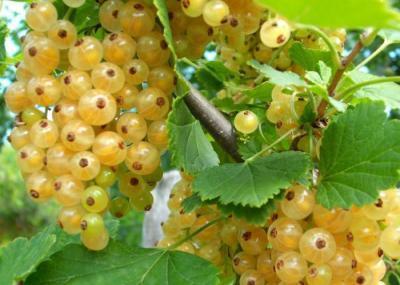 Смородина белая традиционные сорта Булонь белая/ЦКор в интернет гипермаркете «Планета Лета». Фото