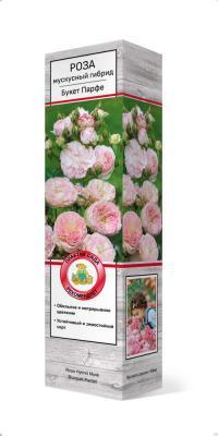 Роза мускусные гибриды Букет Парфе П в интернет гипермаркете «Планета Лета». Фото