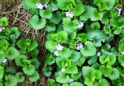 Будра, Гор18 М в интернет гипермаркете «Планета Лета». Фото