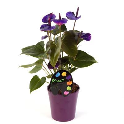 Антуриум Sensa фиолетовый, Гор12, Выс43 в интернет гипермаркете «Планета Лета». Фото