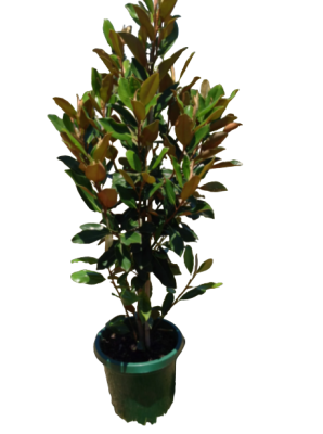 Магнолия Soulangeana Nigra, Гор47, Выс180 И в интернет гипермаркете «Планета Лета». Фото