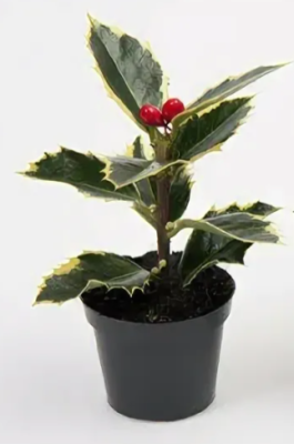 Падуб остролист.MADAME BRIOT, Гор35, Выс70 в интернет гипермаркете «Планета Лета». Фото