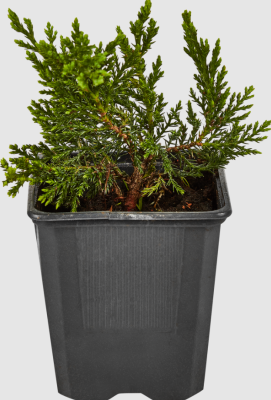 Можжевел.казац.Tamariscifolia, Гор16, Выс15 в интернет гипермаркете «Планета Лета». Фото