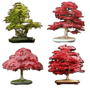 Клен микс, Гор17, Выс120 в интернет гипермаркете «Планета Лета». Фото