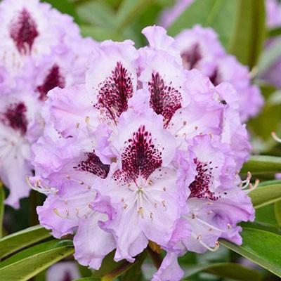 Рододендрон гибридный Блю Джей/ЦКор П в интернет гипермаркете «Планета Лета». Фото