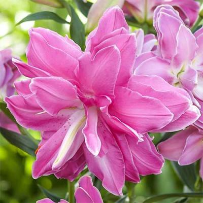 BES Лилия Lotus Wonder (x1) в интернет гипермаркете «Планета Лета». Фото
