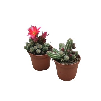 Кактус Chamaecereus Ubink Red, Гор8, Выс16 в интернет гипермаркете «Планета Лета». Фото