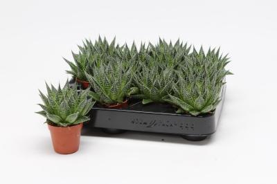 Алоэ Aristata Magic, Гор5, Выс10 в интернет гипермаркете «Планета Лета». Фото