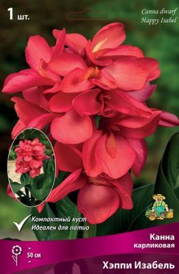 Канна карликовая Хэппи Изабель I/К ПОИСК в интернет гипермаркете «Планета Лета». Фото Канна карликовая Хэппи Изабель I/К в интернет гипермаркете «Планета Лета». Фото