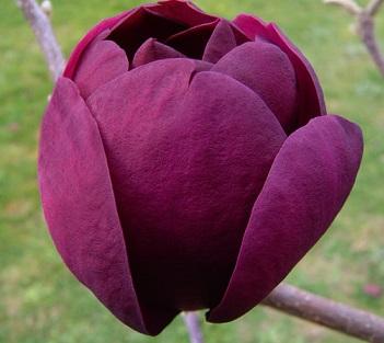 Магнолия soulangeana Black Tulip штамб, Гор24, Выс120 в интернет гипермаркете «Планета Лета». Фото