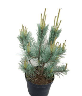 Сосна обыкн.Glauca, Гор31, Выс70 в интернет гипермаркете «Планета Лета». Фото