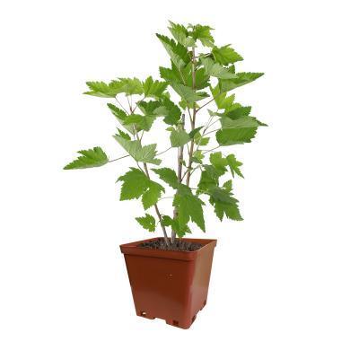 Смородина черная Катюша 2-летка С3 Выс50 в интернет гипермаркете «Планета Лета». Фото