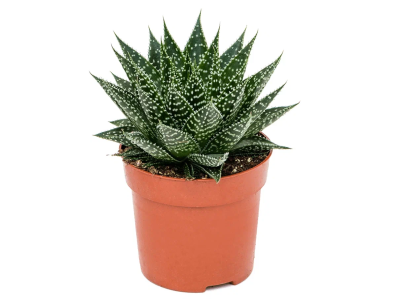 Крассула Buda, Гор6, Выс20 в интернет гипермаркете «Планета Лета». Фото