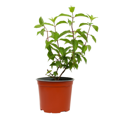 Гортензия метельч.Скайфолл, С3 П в интернет гипермаркете «Планета Лета». Фото