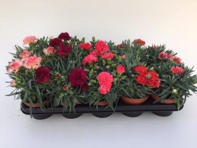 Гвоздика Mix, Гор12, Выс30 в интернет гипермаркете «Планета Лета». Фото