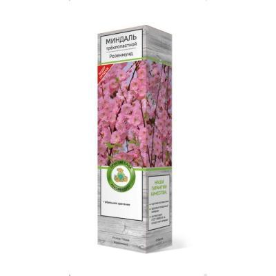 Миндаль трехлопастной Розенмунд/ЦКор П в интернет гипермаркете «Планета Лета». Фото