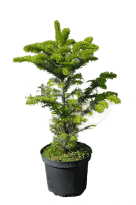 Лиственница Маргилинда, Гор23, Выс50 КТ в интернет гипермаркете «Планета Лета». Фото