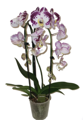 Фаленопсис 2 pp White Bellicose, Гор12, Выс50 в интернет гипермаркете «Планета Лета». Фото