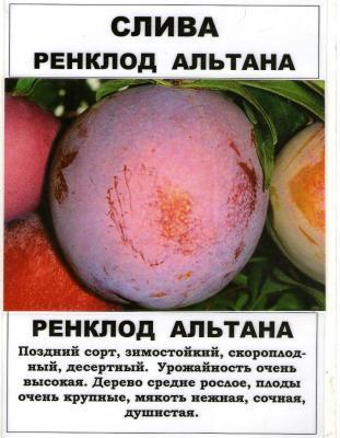 Слива Ренклод Альтана 2-летка С4 Выс140 в интернет гипермаркете «Планета Лета». Фото
