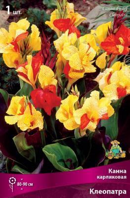 Канна карликовая Клеопатра/К ПОИСК в интернет гипермаркете «Планета Лета». Фото Канна карликовая Клеопатра/К в интернет гипермаркете «Планета Лета». Фото