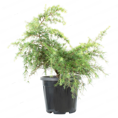 Кедр гимал.Feelin Blue штамб, C9, Выс40 И в интернет гипермаркете «Планета Лета». Фото