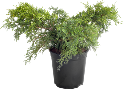 Можжевел.средн.Old Gold, Гор13, Выс15-20 Б в интернет гипермаркете «Планета Лета». Фото