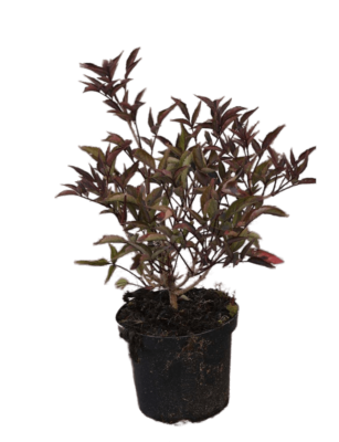 Бузина черная Блэк Тауэр, Гор17 М в интернет гипермаркете «Планета Лета». Фото