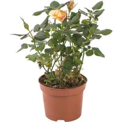 Роза BEAU MONDE mix Гор10 Выс25 в интернет гипермаркете «Планета Лета». Фото