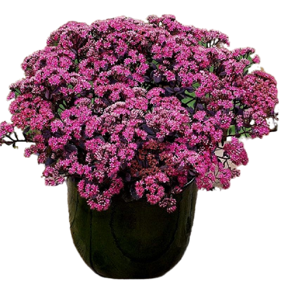 Очиток Strawberry and Cream, C2-3л М в интернет гипермаркете «Планета Лета». Фото