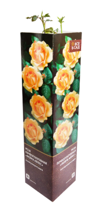 Роза почвопокровная Феари Айлес (туба) в интернет гипермаркете «Планета Лета». Фото