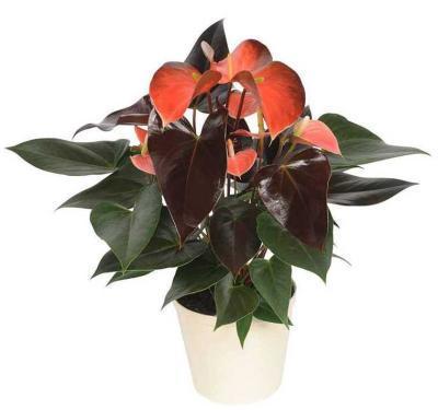 Антуриум Rainbow Champion, Гор14, Выс50 в интернет гипермаркете «Планета Лета». Фото