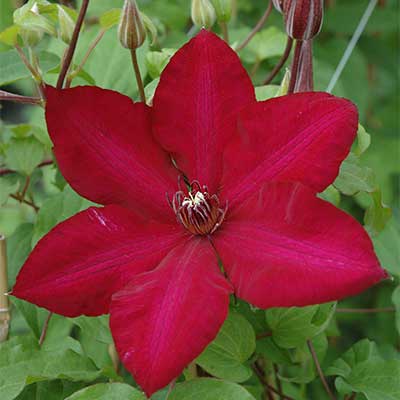 Клематис крупноцветковый Солидарность/ЦКор Планета Лета в интернет гипермаркете «Планета Лета». Фото Клематис крупноцветковый Солидарность/ЦКор в интернет гипермаркете «Планета Лета». Фото