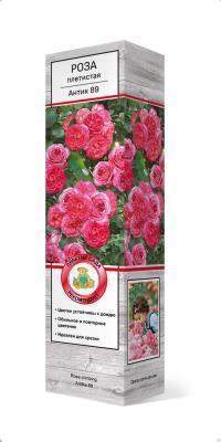 Роза плетистая Антик-89 П в интернет гипермаркете «Планета Лета». Фото