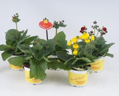 Кальцеолария Herbeohybrida, Гор10, Выс25 в интернет гипермаркете «Планета Лета». Фото