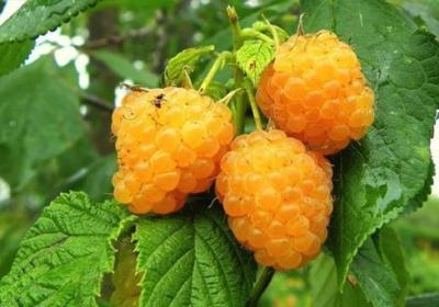 Малина Садовая Желтый Пингвин (туба) в интернет гипермаркете «Планета Лета». Фото