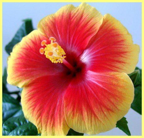 Гибискус Tivoli, Гор12, Выс40 в интернет гипермаркете «Планета Лета». Фото