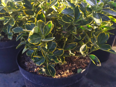 Бересклет япон.Marieke, Гор10, Выс25 в интернет гипермаркете «Планета Лета». Фото