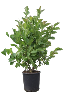 Магнолия Loebneri Merrill, Гор25, Выс120 в интернет гипермаркете «Планета Лета». Фото