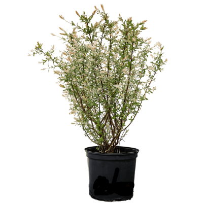 Ива цельнолист.Hakuro Nishiki, Гор17, Выс60 в интернет гипермаркете «Планета Лета». Фото