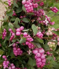 Снежноягодник белый в коробке Кут в интернет гипермаркете «Планета Лета». Фото