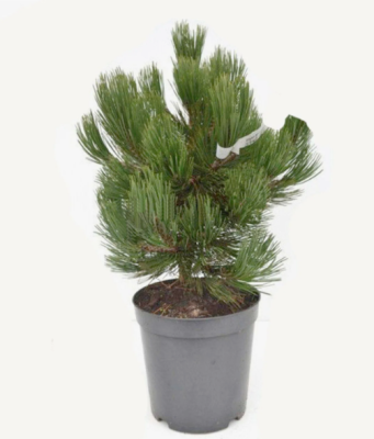 Сосна белокорая Шмидта, Гор19 М в интернет гипермаркете «Планета Лета». Фото