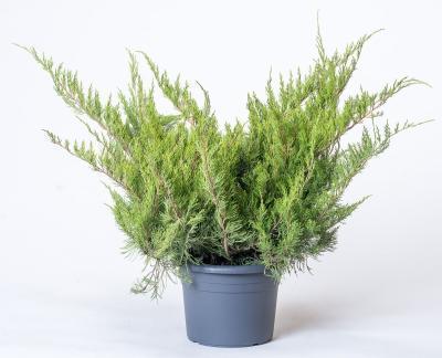 Можжевел.средн.Пфитцериана Компакта, Г17 М в интернет гипермаркете «Планета Лета». Фото