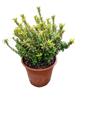 Бересклет пулчеллус Аргентеовариегатус С3, выс 20-30 И в интернет гипермаркете «Планета Лета». Фото