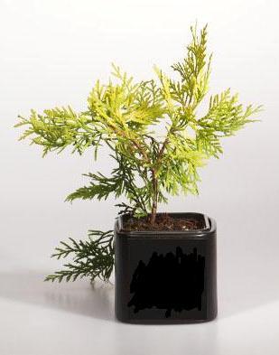 Туя запад.Голден Глоб, Гор19, Выс40 КТ в интернет гипермаркете «Планета Лета». Фото