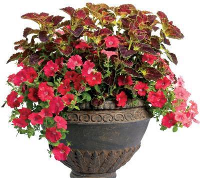 Растения Дуэт композиция, Гор14 М в интернет гипермаркете «Планета Лета». Фото