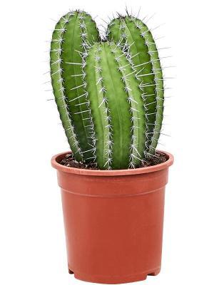 Кактус POLASKIA CHICH, Гор27, Выс40 в интернет гипермаркете «Планета Лета». Фото